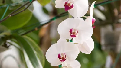 Фаленопсис спаркс орхидея - 70 фото