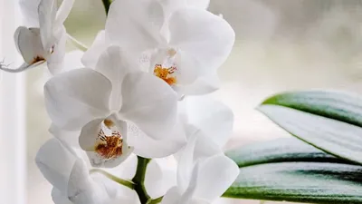 Phalaenopsis mix - Anthura