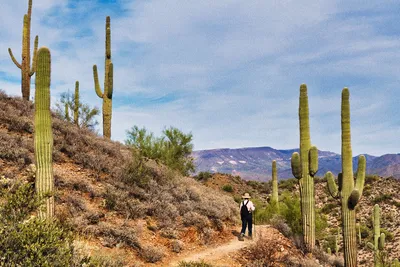 10 Fun Facts About Phoenix, Arizona