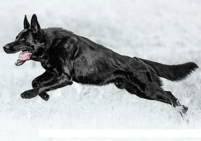 Немецкая овчарка черного цвета - 80 фото