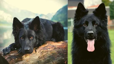 Amazing Black German Shepherd - Tricks German Shepherd - YouTube