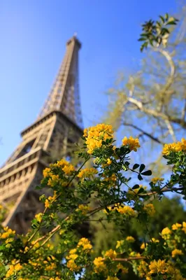 Весна Париже Красивая Вишня Эйфелева Башня стоковое фото ©encrier 181185904