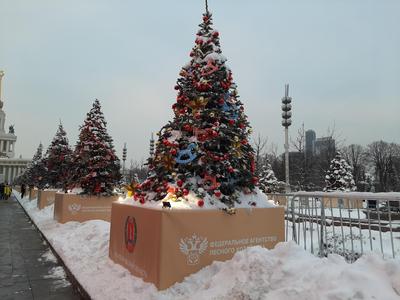На выставке «Россия» в Москве зажглась новогодняя елка Волгоградской области