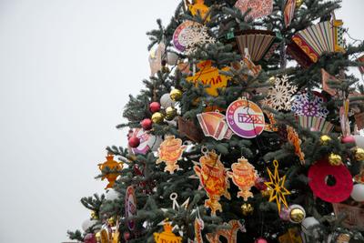 Живые елки — купить елку живую в Москве с доставкой, цена |  Интернет-магазин Елки-Ели