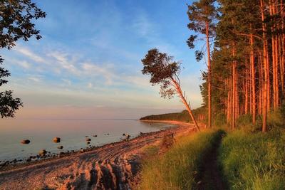 Нереальный цвет воды, даже страшно»: В районе Комарово позеленел Финский  залив - KP.RU
