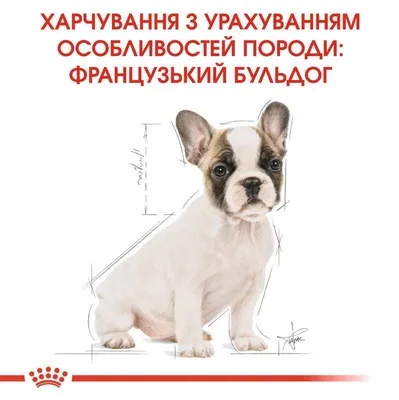 Щенки французского бульдога 2 вакцинации 2 месяца! Голубоглазые: 500 $ -  Собаки Киев на Olx