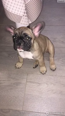 Royal Canin (Роял Канин) French Bulldog Puppy - Сухой корм для щенков Французского  Бульдога - Купить онлайн, цена и отзывы на E-ZOO