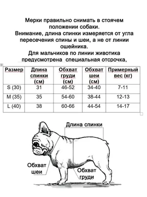 Стоит ли разводить французов в первой течке?