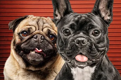 Какую собаку купить: мопса или французского бульдога? | Юлия Башмакова |  Дзен