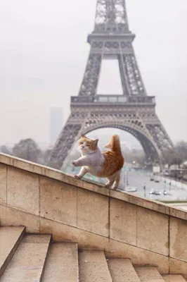 Человек на фоне Эйфелевой башни в Париже Во франции. Стоковое Изображение -  изображение насчитывающей пары, достопримечательностью: 178731099