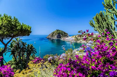 Обои для рабочего стола Италия Ischia Природа Бугенвиллия залива | Турист,  Амальфитанское побережье, Италия