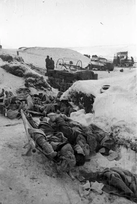 Тела погибших в Сталинграде немецких солдат — военное фото