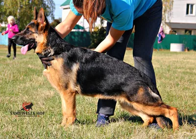 Содержание - GSD.RU