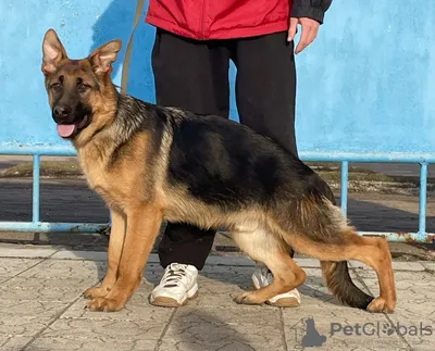 Немецкая овчарка: размер, 🐕 вес, характер, уход, воспитание, уход