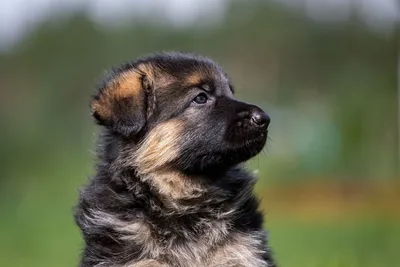 Щенки Немецкой Овчарки 3 Месяца. German Shepherd puppies. - YouTube