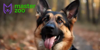 Active and funny German Shepherd puppy 3 months. Wolf color. - YouTube
