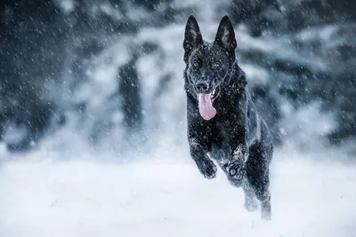 Фото собаки черного цвета с …» — создано в Шедевруме