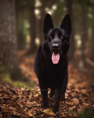 Amazing Black German Shepherd - Tricks German Shepherd - YouTube