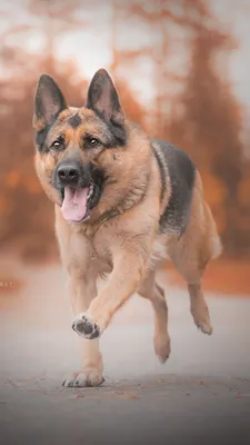 Фотографии Немецкая овчарка собака бегущая языком Животные 1080x1920