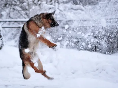 Овчарка в снегу (65 фото) - картинки sobakovod.club
