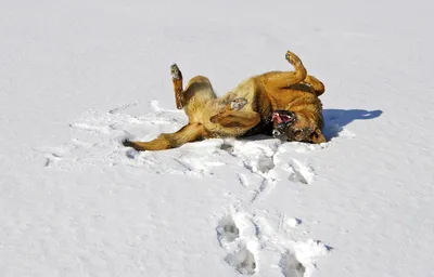 Овчарка в снегу (65 фото) - картинки sobakovod.club
