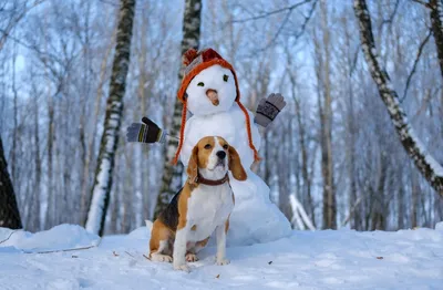 Собаки зимой: как правильно выбрать зимнюю одежду для своей собаки