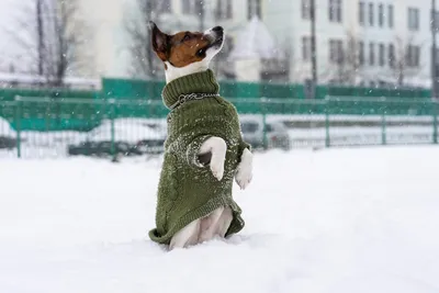 Мерзнут ли собаки зимой или все о «собачьем холоде» — Выставка собак.  Узбекистан
