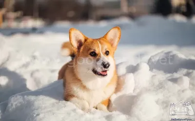 Собака зимой | Собаки, Фото собак, Забавные зверюшки