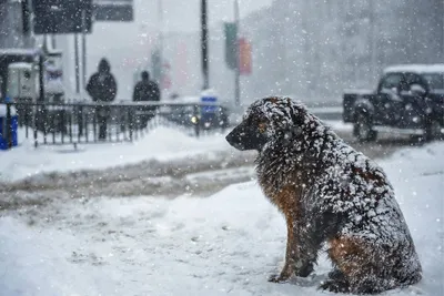 Как защитить лапы собаки зимой от реагентов - BarberPet