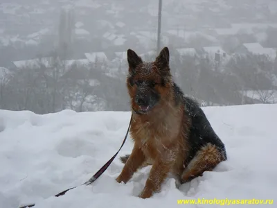 Как подготовить собаку к зимнему сезону - РКФ