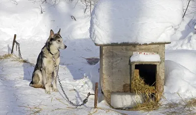 Какие породы собак чаще других мерзнут зимой | Ветеринария и жизнь