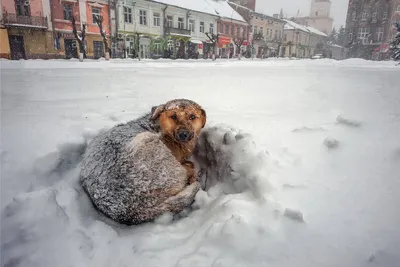 Немецкая овчарка зимой на улице (60 фото) - картинки sobakovod.club