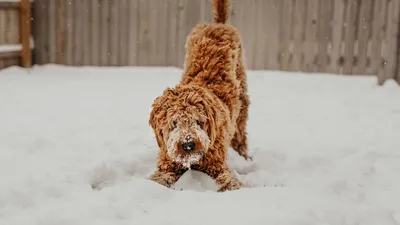 Рыжая собака, зима, Карельская лайка, финский шпиц, зима эстетика, собака  зимой, собака эстетика, ры | Любители собак, Собаки, Породы собак