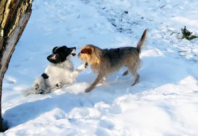 Собака зимой | Собаки