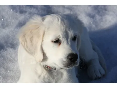 Десять способов согреть собаку зимой - Цамакс Интернешнл. Ветеринарные  препараты и кормовые добавки. Цены, где купить, отзывы