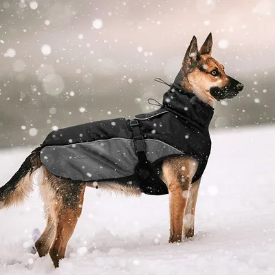 Бывают крепкие чихуахуа и хилые немецкие овчарки»: кинолог о собаках,  которым нужна одежда зимой