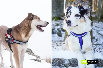 Как сберечь здоровье голой собаки зимой | Ветеринария и жизнь