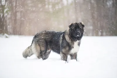 6 фактов, как бездомные собаки переживают зимние морозы | Приключения  натуралиста | Дзен