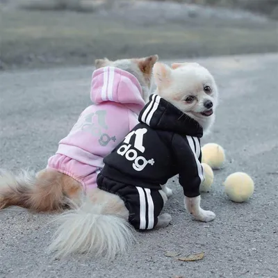 Флисовый свитер для маленьких собак, одежда для французского бульдога, щенка  | AliExpress