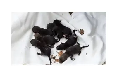 Выкинули очередное ненужное потомство в количестве 4 новорожденных щенков  от своей собаки в мусорку, не стесняясь, прямо днем... Один щенок… |  Instagram