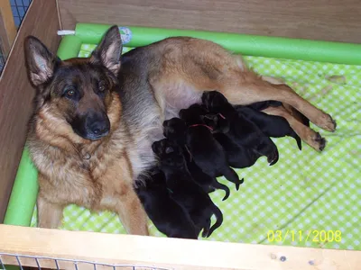 Фото новорожденных щенков немецкой овчарки