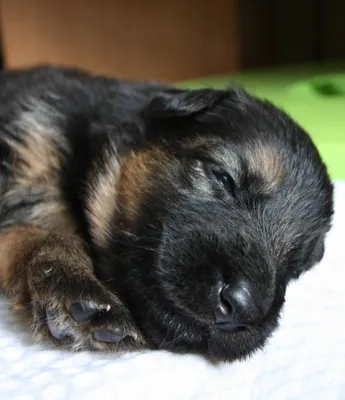 Фото новорожденных щенков немецкой овчарки фотографии