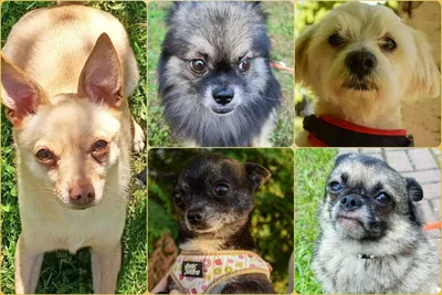 Дрессировка маленьких собак - Питомцы Mail.ru