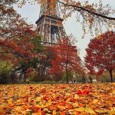 Картина по номерам Осень в Париже (Brushme BS33881) купить недорого.