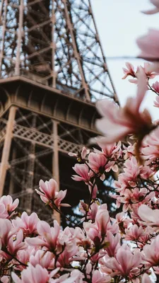 Обои в хорошем качестве на телефон Париж цветы Эйфелева башня архитектура  Франция красиво | Imagem de fundo para iphone, Wallpaper pisicodelico,  Wallpaper legais