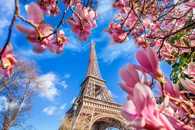 Фото Париж Эйфелева башня Франция весенние Города Цветущие деревья