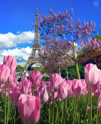 Париж весной стоковое фото. изображение насчитывающей заводы - 62015336