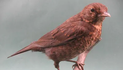 Экспозиция «Птицы Латвии» | Латвийский Национальный музей природы