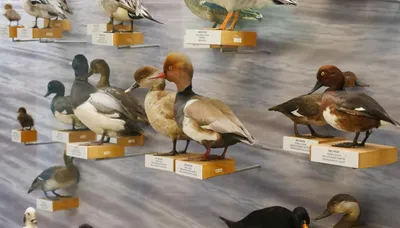 Птицы Латвии | Латвийский Национальный музей природы