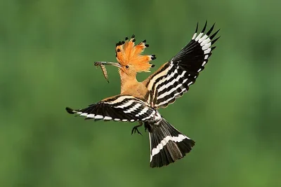 Хищные птицы Латвии - Содержание хищных птиц - Форумы Mybirds.ru - все о  птицах